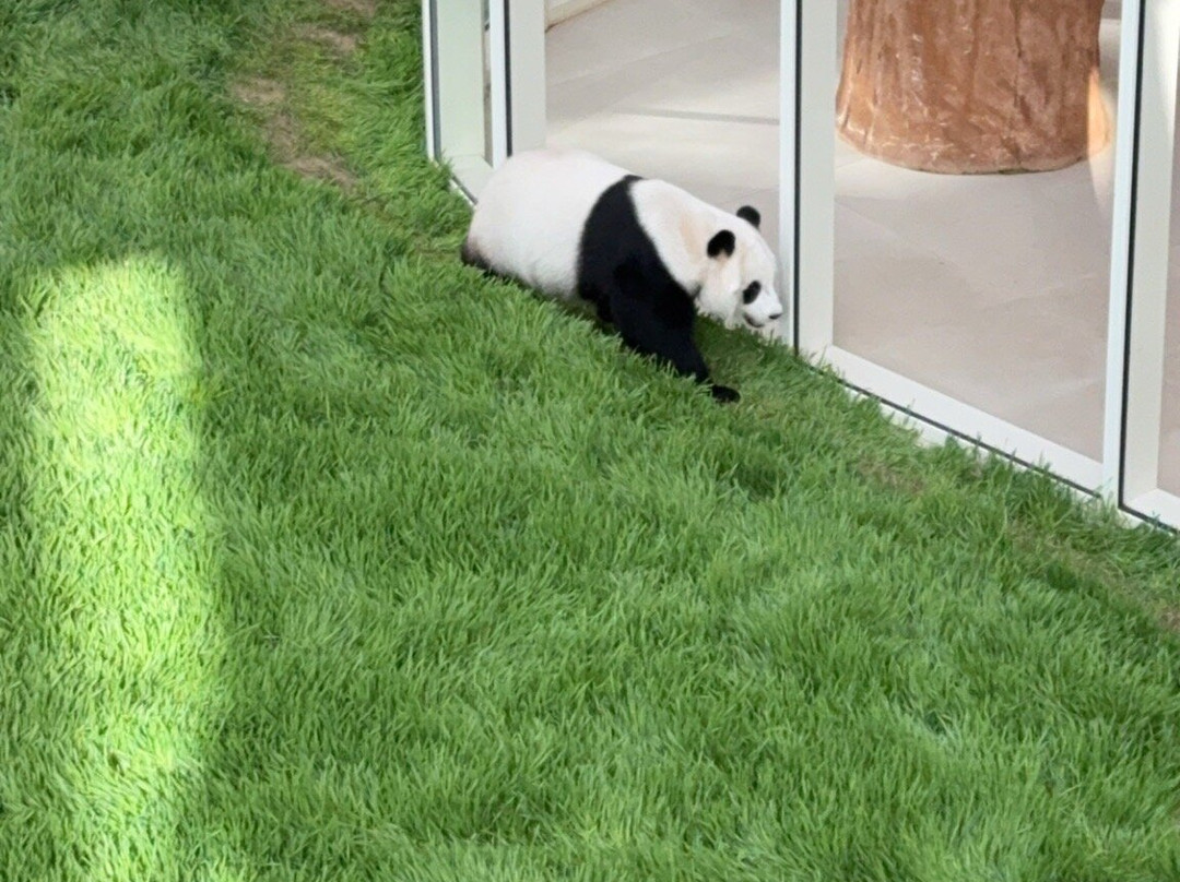 Panda House At Al Khor Park-Al Khor必去景点