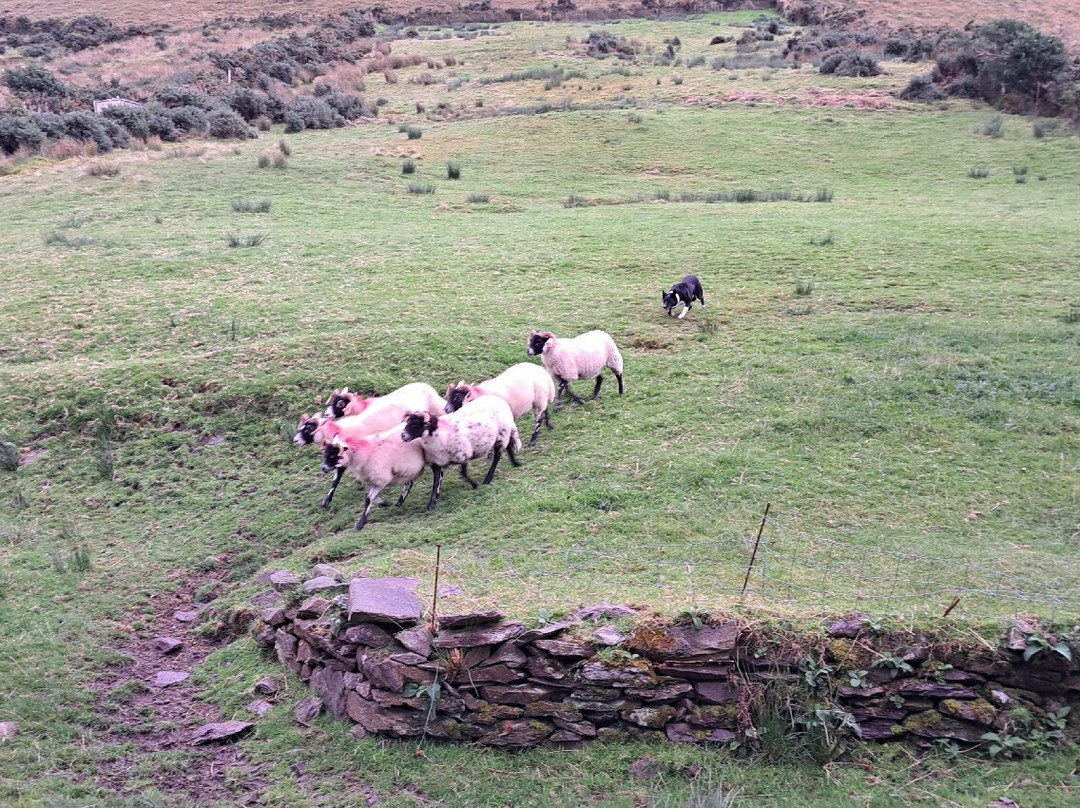 Kells Sheep Centre-Kells必去景点