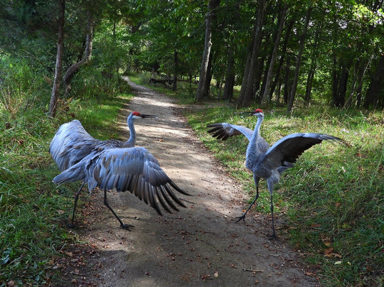 Kensington Metropark-Milford必去景点