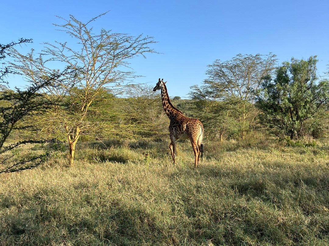 Oserengoni Wildlife Sanctuary-奈瓦夏必去景点