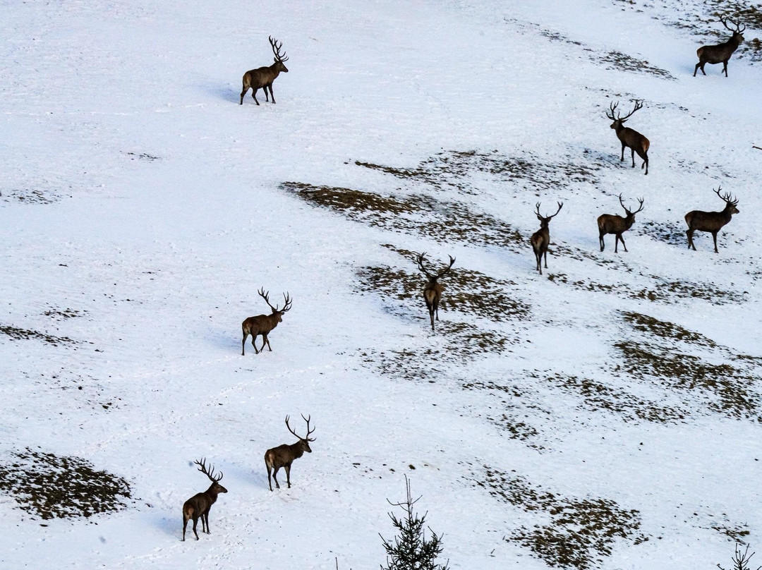 Berghotel Zugspitzblick主图