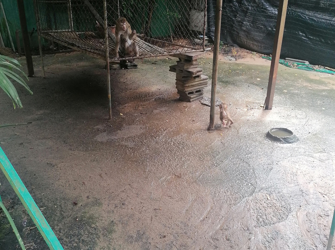 Samui Monkey Centre-利巴诺伊必去景点