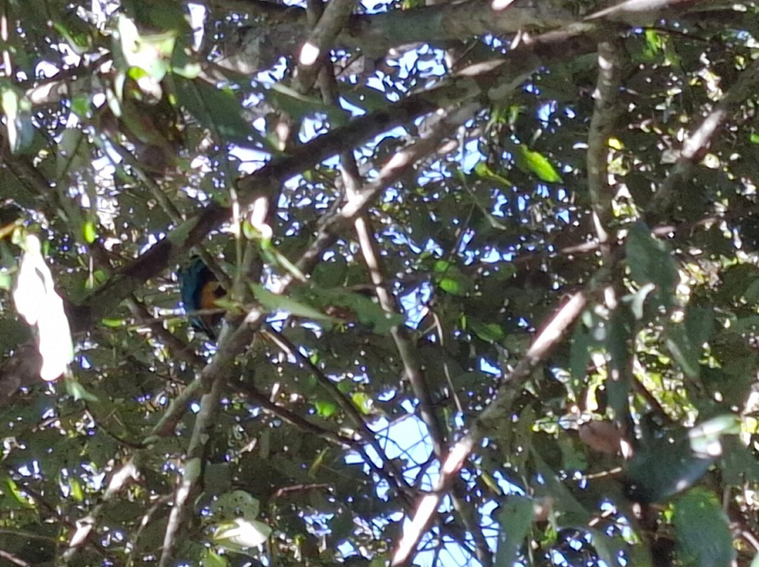 Mamu Tropical Skywalk-因尼斯费尔必去景点