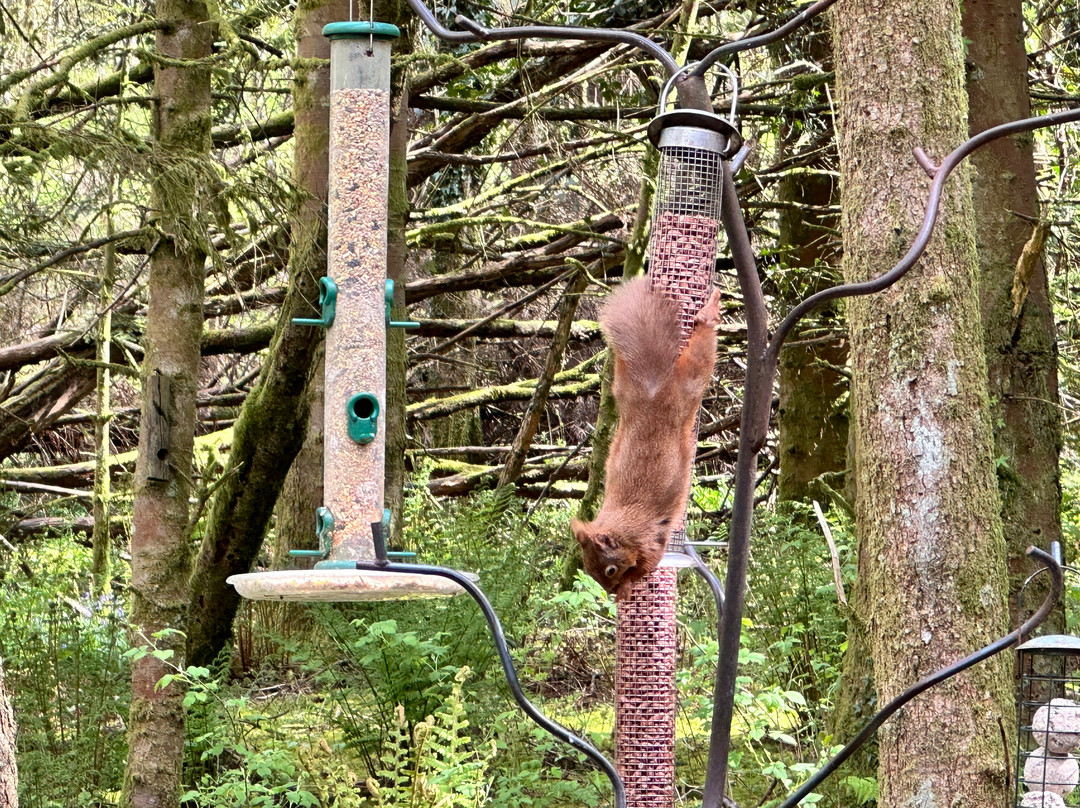 Kirroughtree - 7stanes-Newton Stewart必去景点