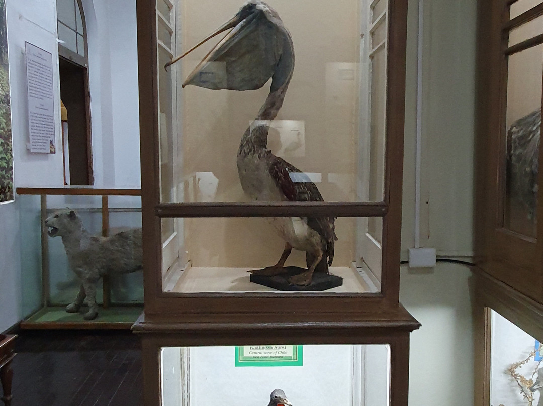 Museo Salesiano / Magiorinno Borgatello-蓬塔阿雷纳斯必去景点