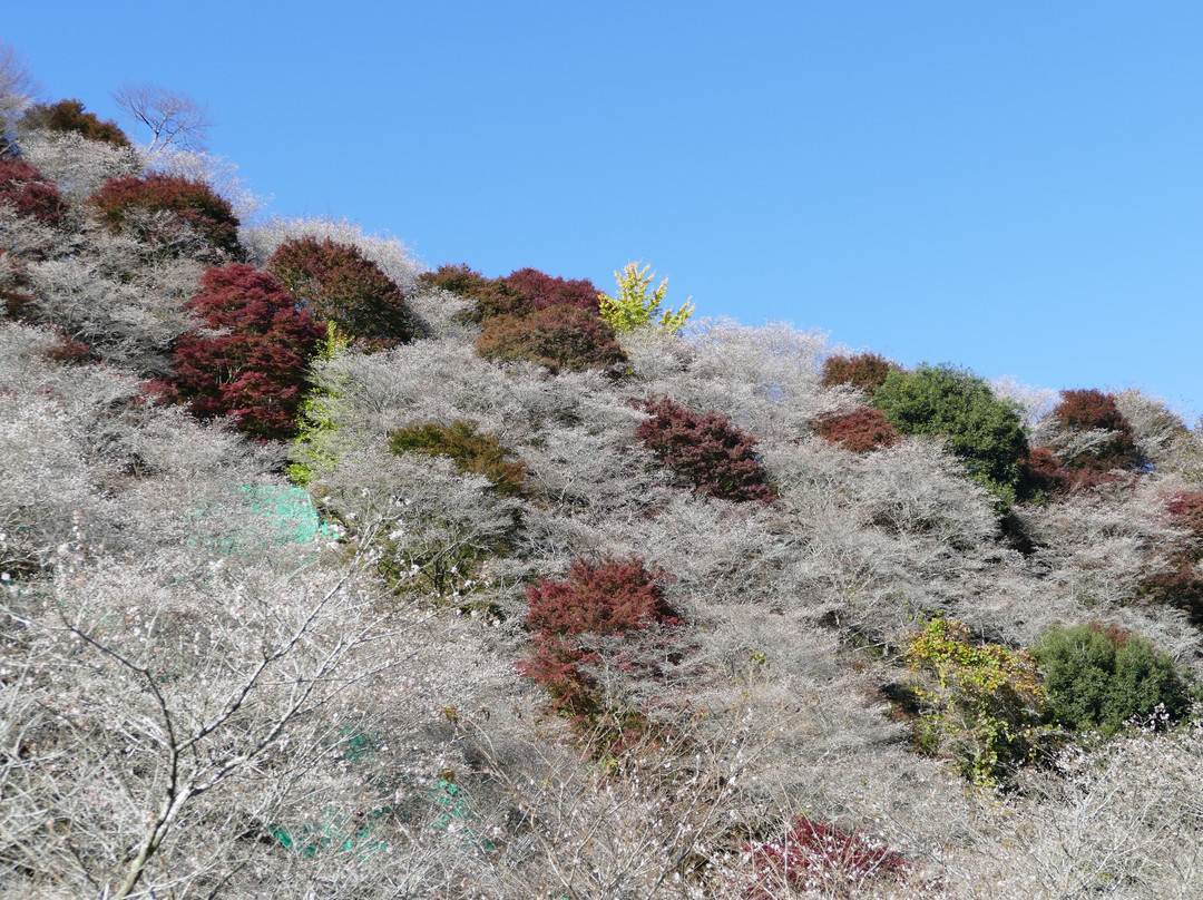 Obara Fureai Park / Shikizakura-丰田市必去景点