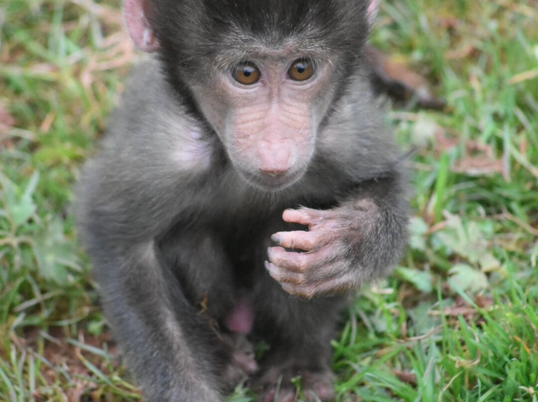 South Lakes Safari Zoo景点图片