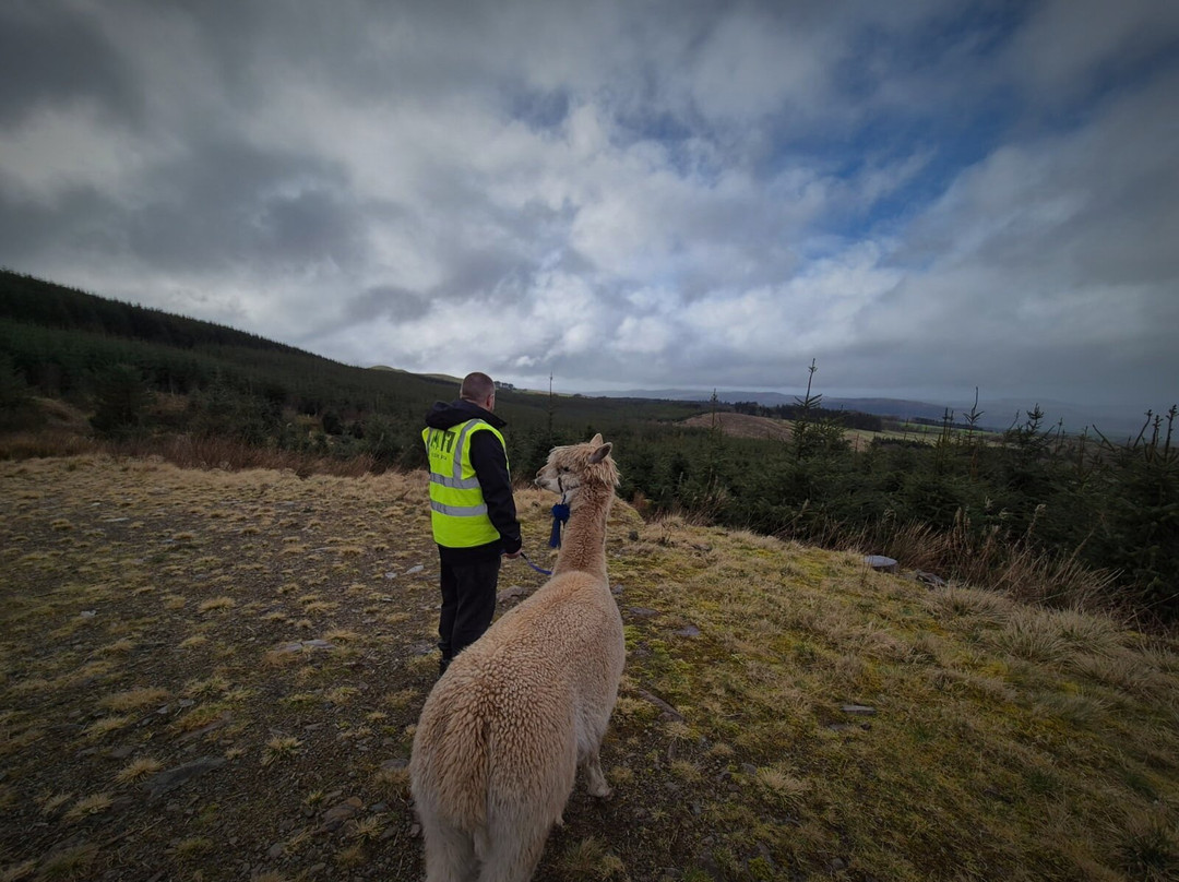 little peru alpaca trekking景点图片