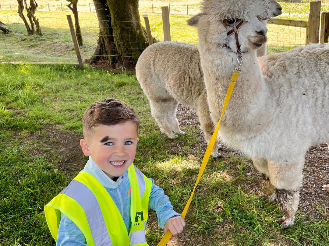 little peru alpaca trekking景点图片
