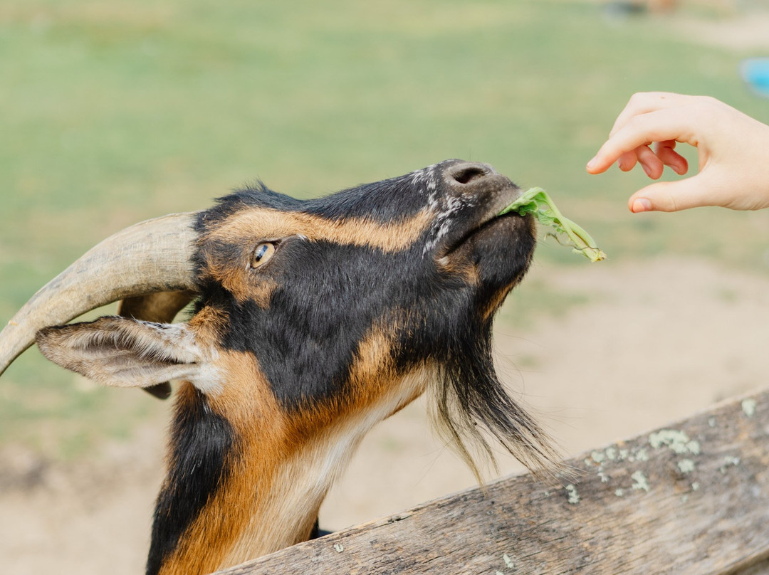 1661 Farm & Garden-新肖勒姆必去景点