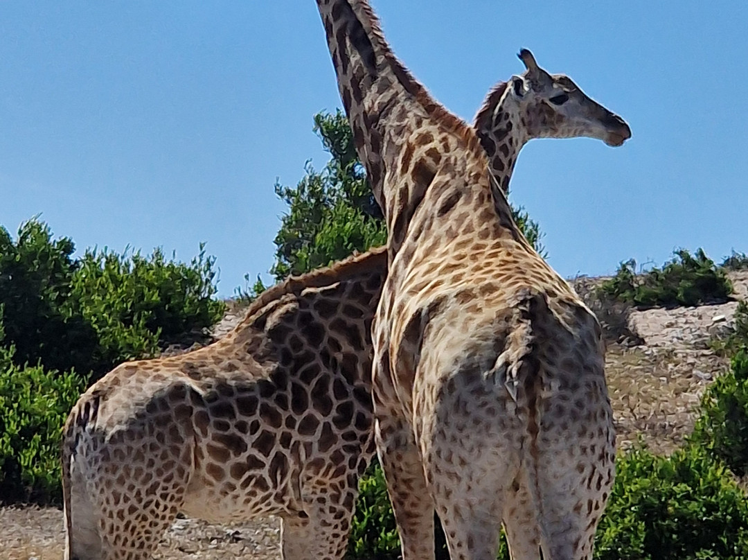 Buffelsfontein Game & Nature Reserve - Day Tours景点图片
