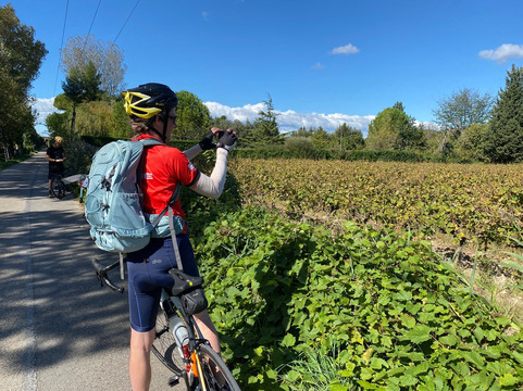 South Spirit-阿维尼翁必去景点