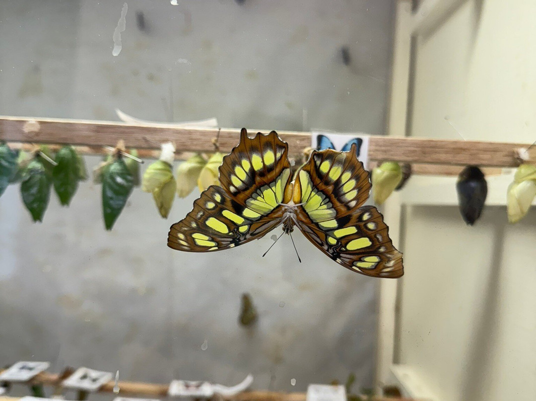 The Butterfly Place-韦斯特福德必去景点
