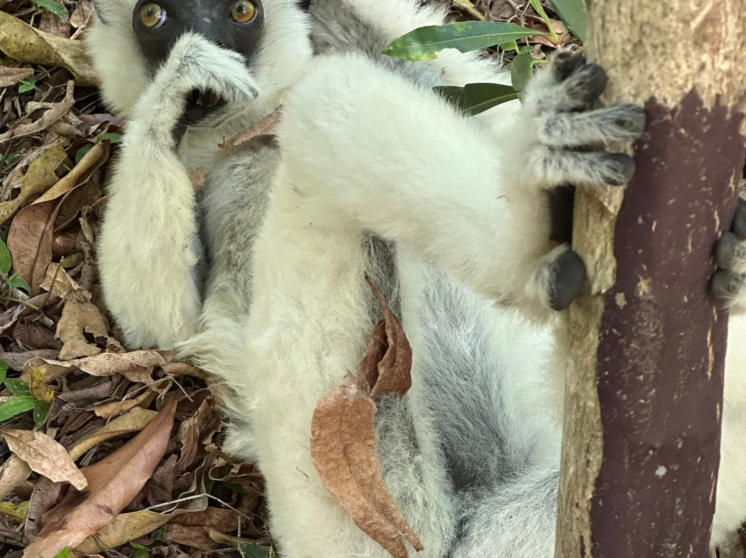 Madagascar Endemics & Resorts景点图片