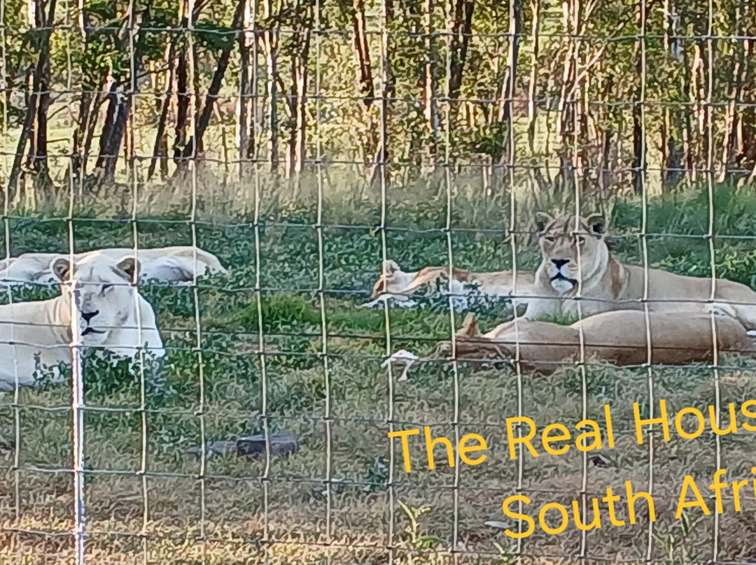 Glen Garriff Lion Conservation Npc-哈利史密斯必去景点