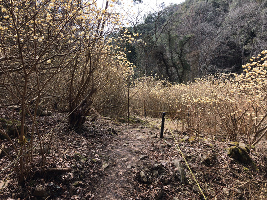 Mushiidani no Mitsumata Colony