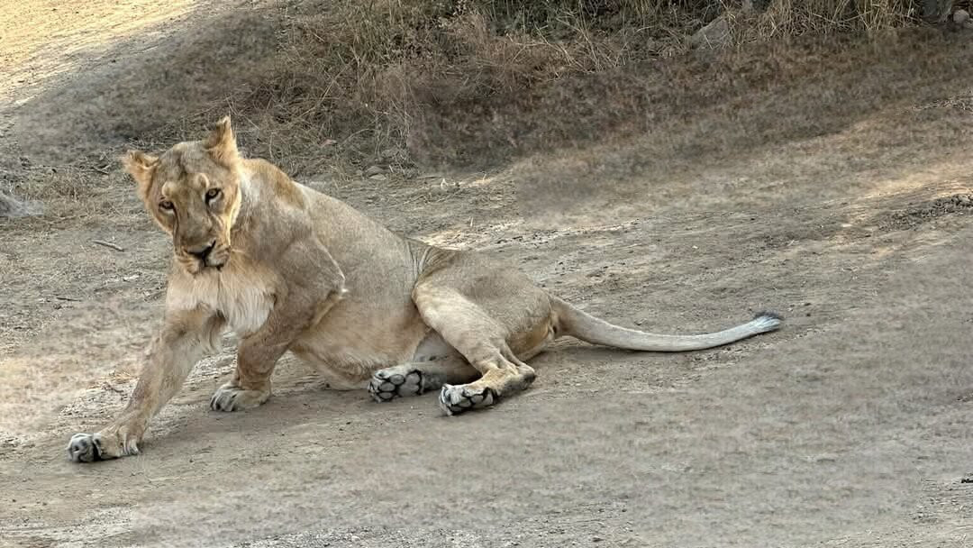 Ambardi Safari Park景点图片