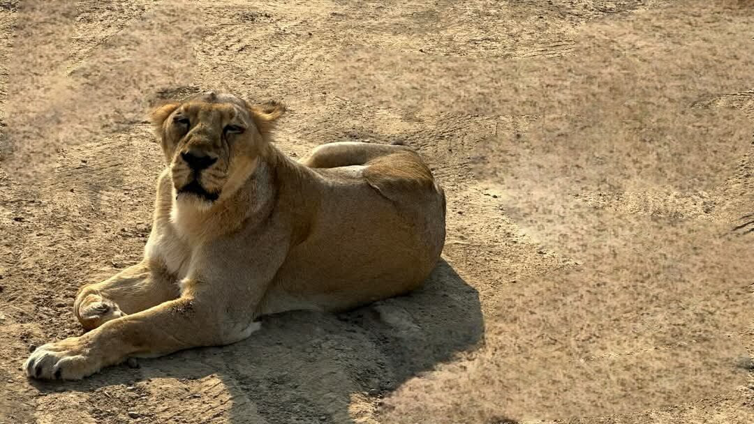 Ambardi Safari Park景点图片