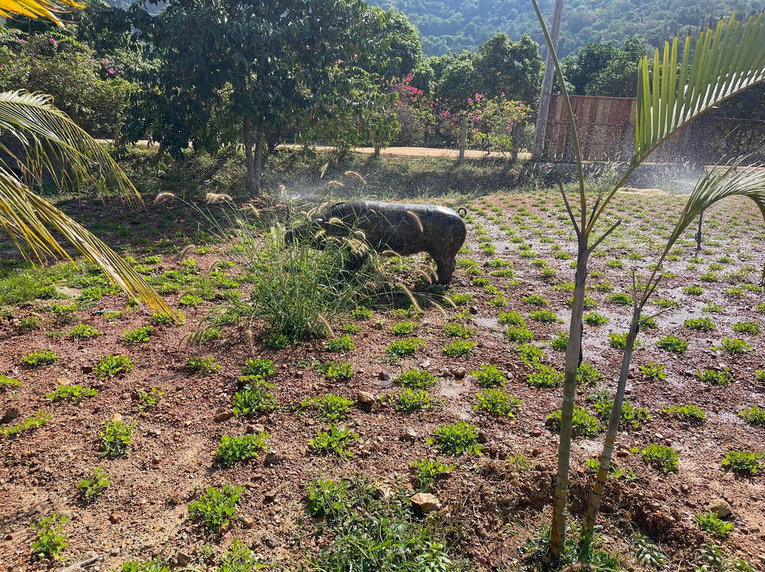 胡椒种植园-贡布必去景点