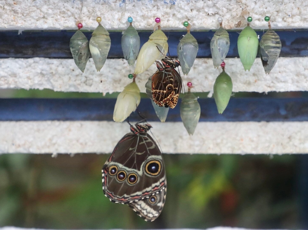 Jardin Y Mariposario Peniel景点图片