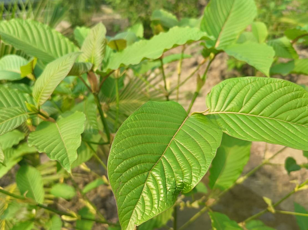 Bangkok Kratom Co., Ltd.-佛统必去景点