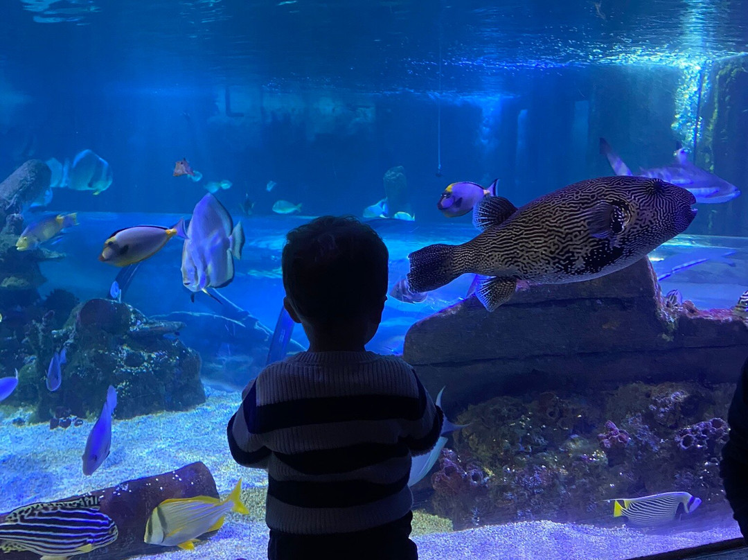 Hastings Aquarium景点图片
