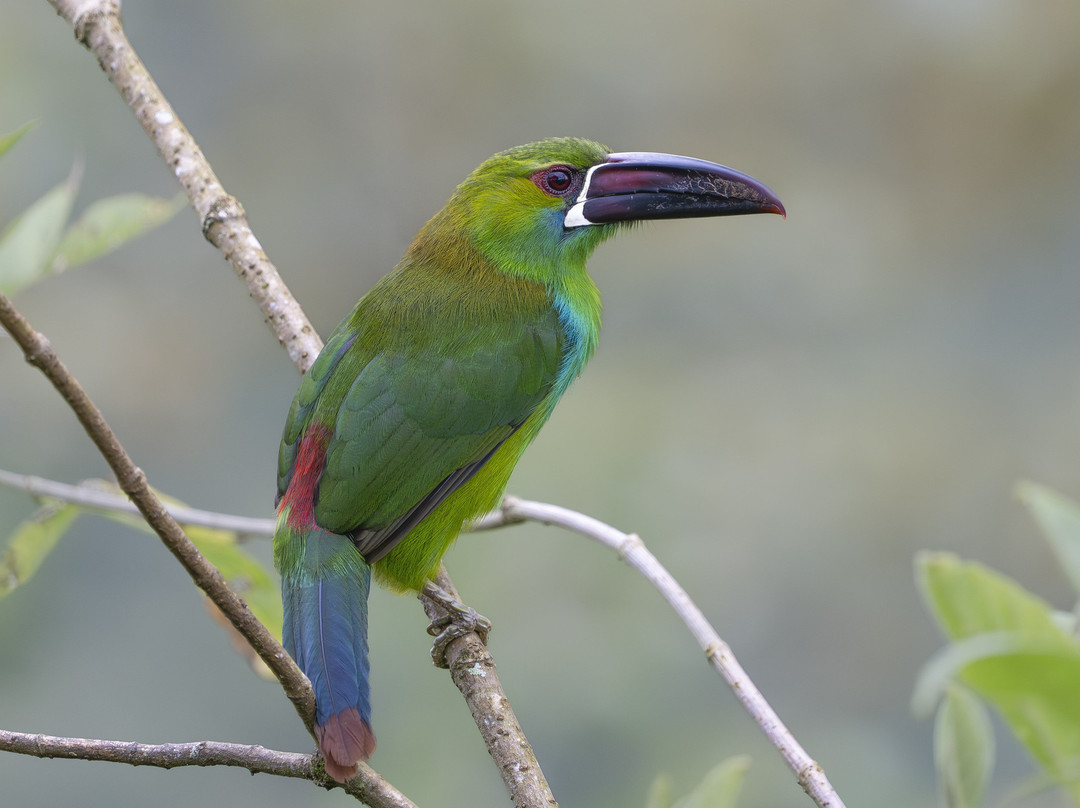 Refugio Paz de las Aves主图