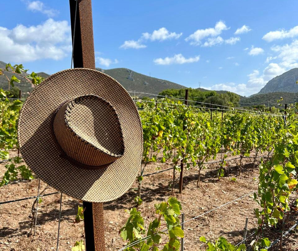 Il Vigneto Bed And Breakfast主图