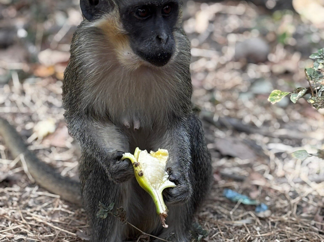 Monkey Park Senegambia景点图片