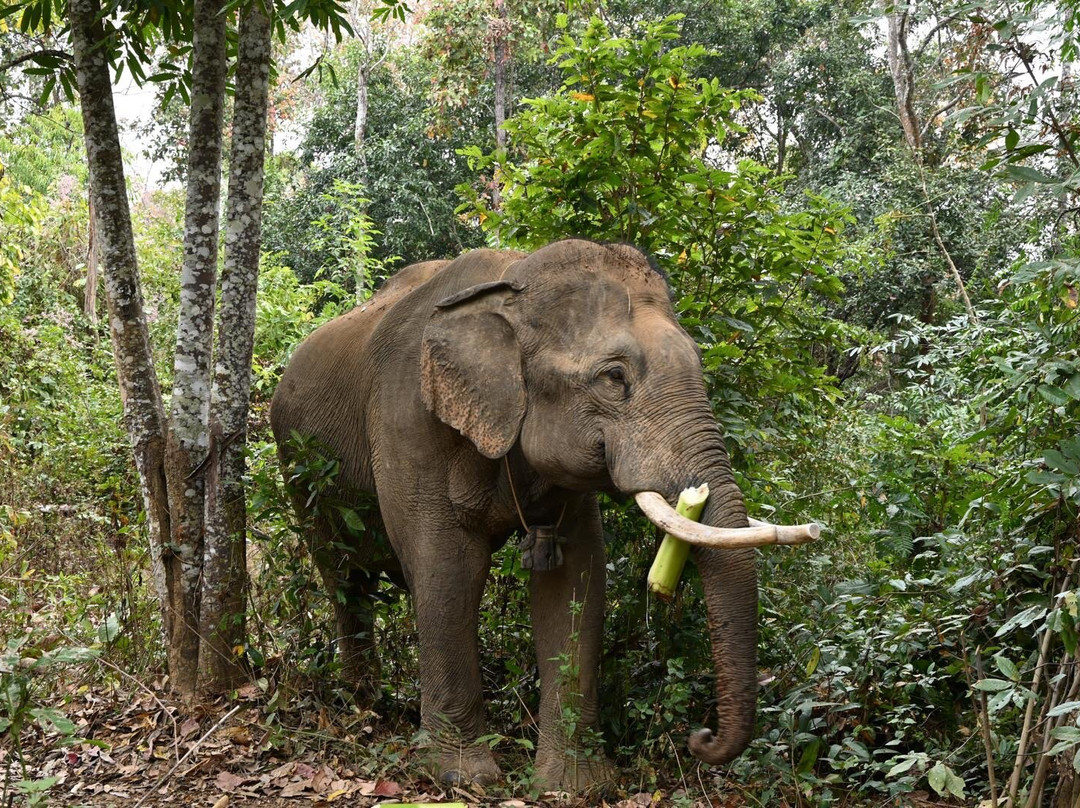 Elephant Conservation Center景点图片