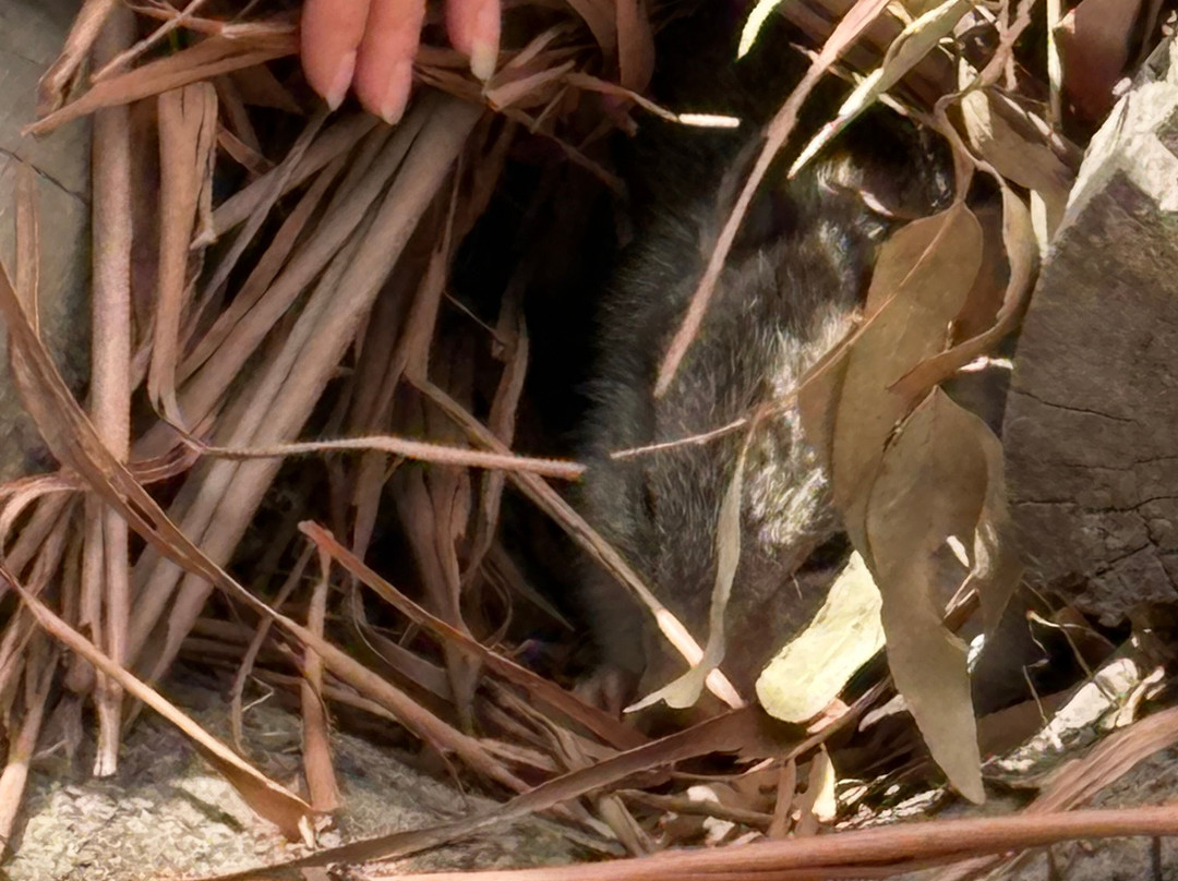 Softfoot Farm & Wildlife Park景点图片