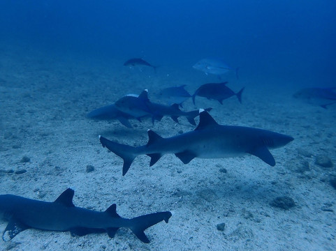 Refined Tours-利比里亚必去景点