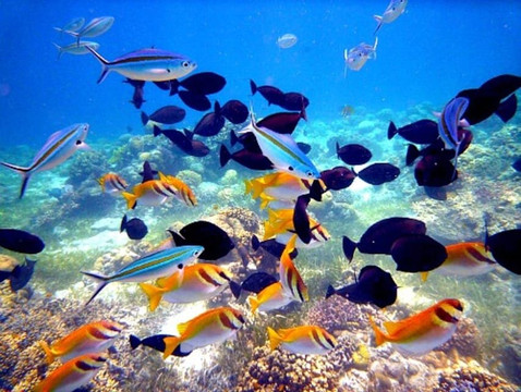 Scuba Den-普它肋斯必去景点