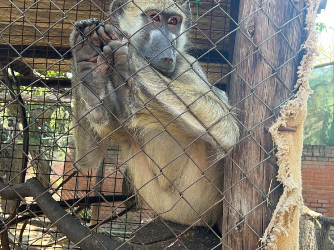 Chipangali Wildlife Orphanage and Research Centre景点图片