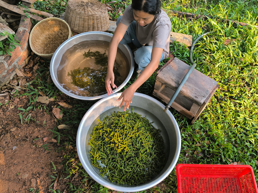 思蒂辣椒园-白马必去景点