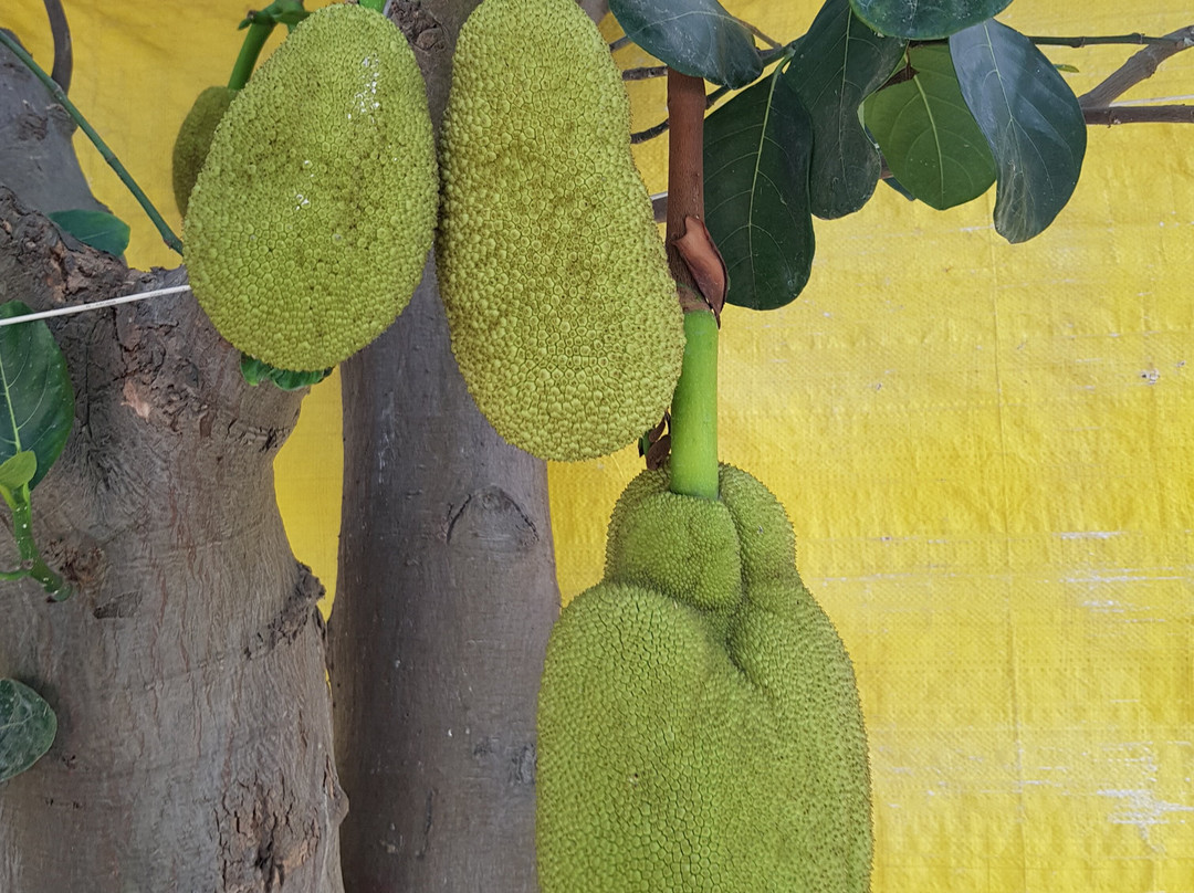 Koko's Farm-拉克瑙必去景点