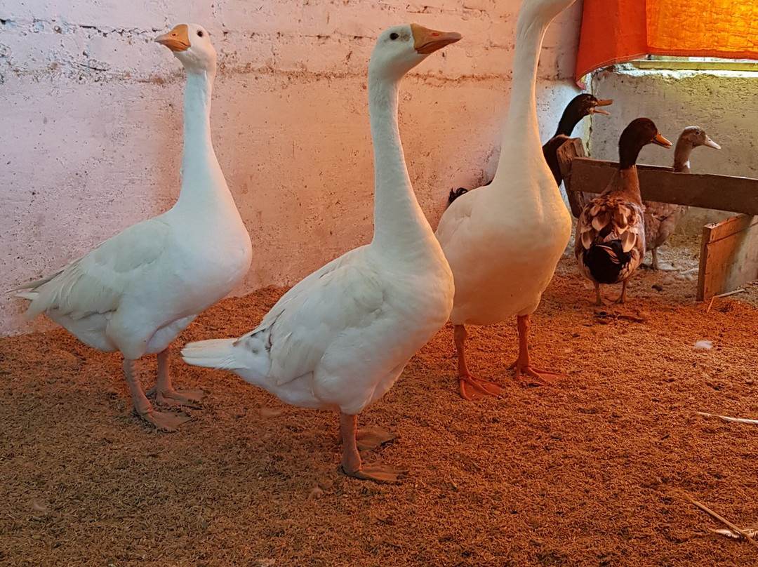 Koko's Farm-拉克瑙必去景点