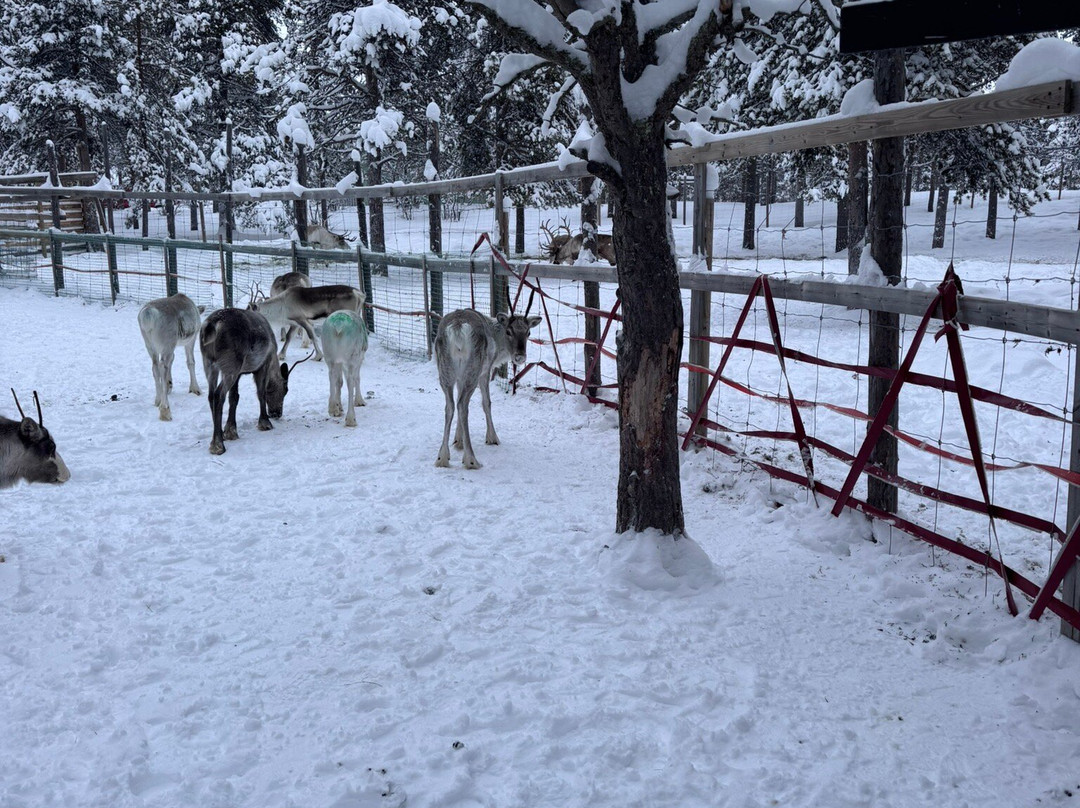 Minnan Talli - Rendeer and horse Farm-Enontekiö必去景点