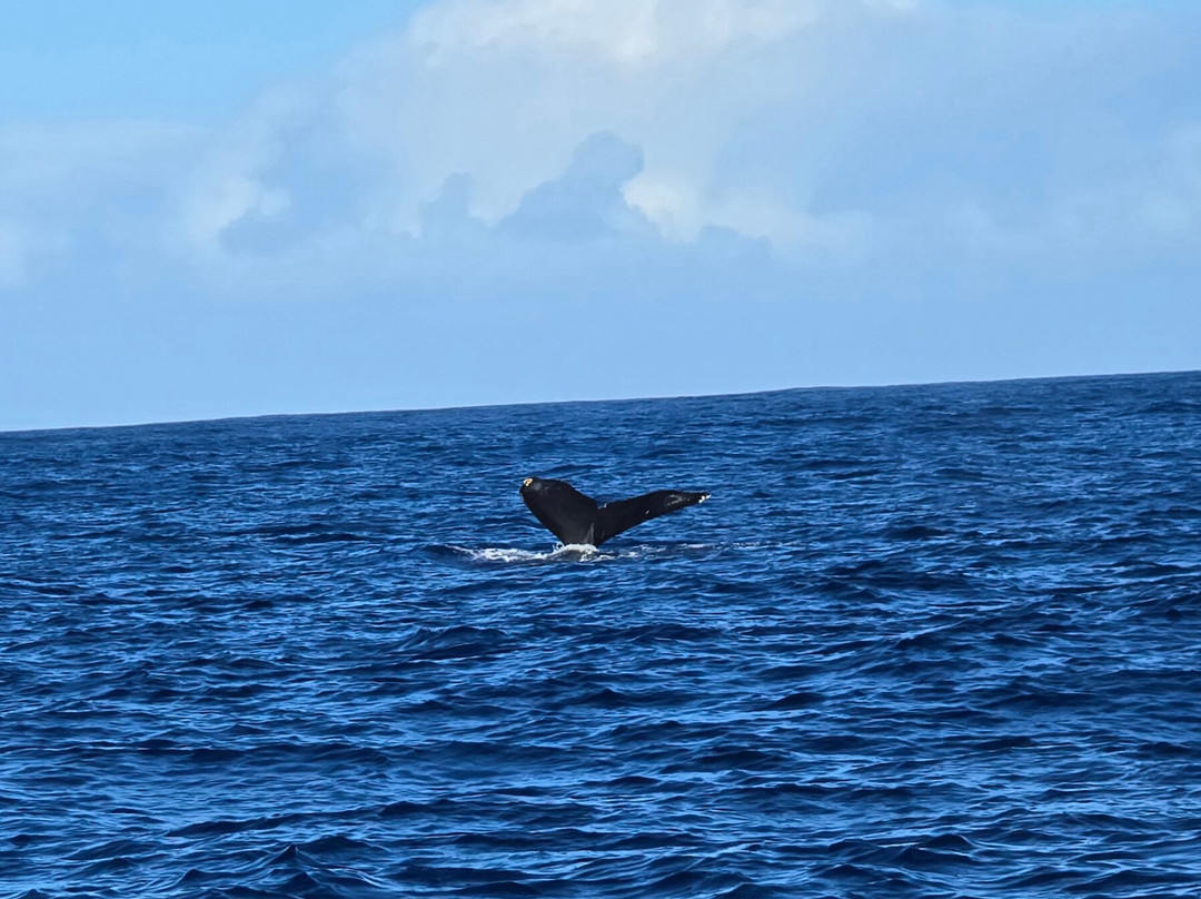海豚潜水之旅-怀厄奈必去景点