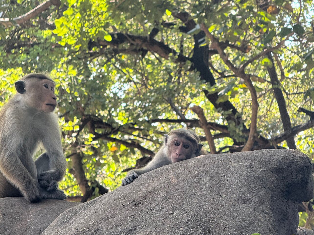 Roshan Tours And Travels Sri Lanka-班达拉维拉必去景点