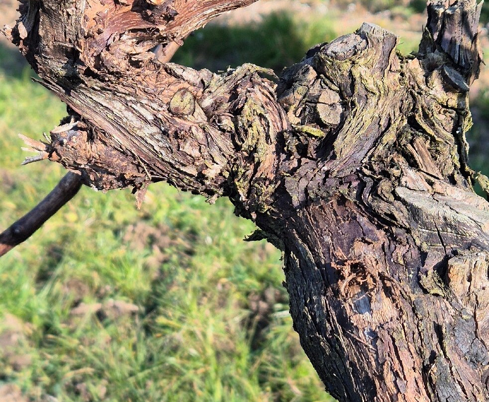 Winery Entre-deux-monts景点图片