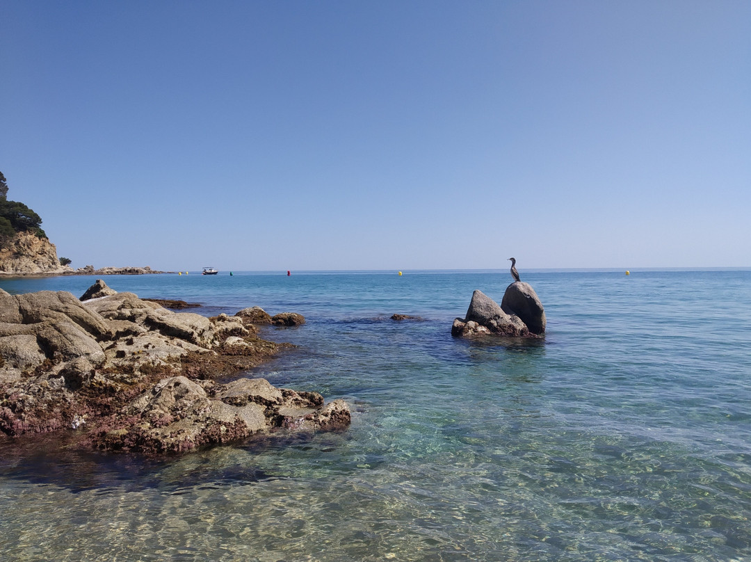 Playa de Fenals景点图片