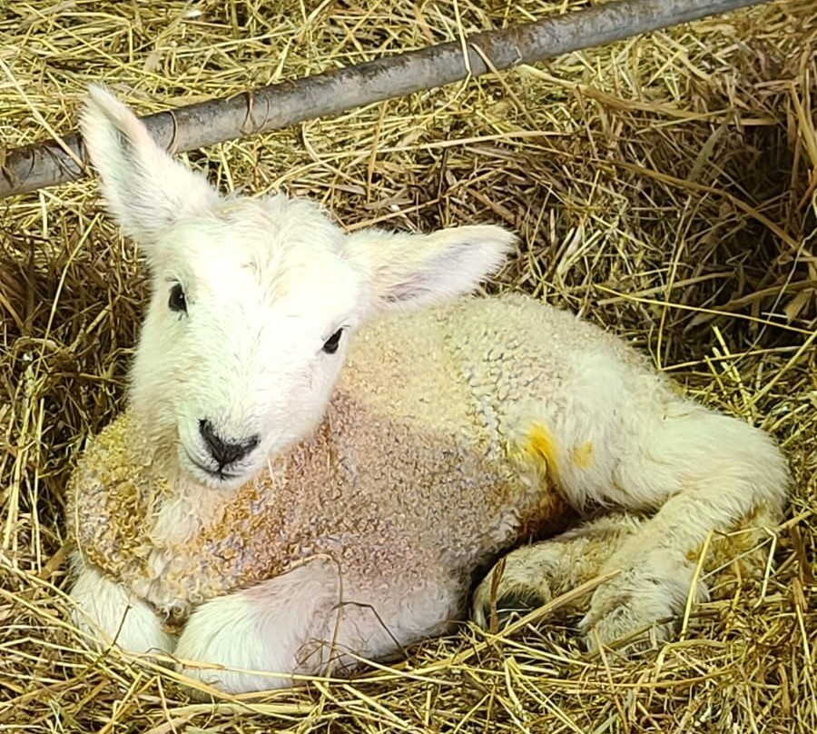 Woolley Animals Alpaca Walking Devon景点图片