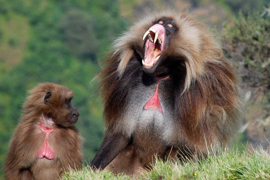 Ethio Wildlife Tours