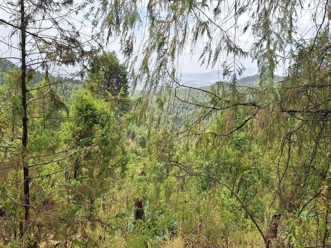 Gullele Botanical Garden-亚的斯亚贝巴必去景点