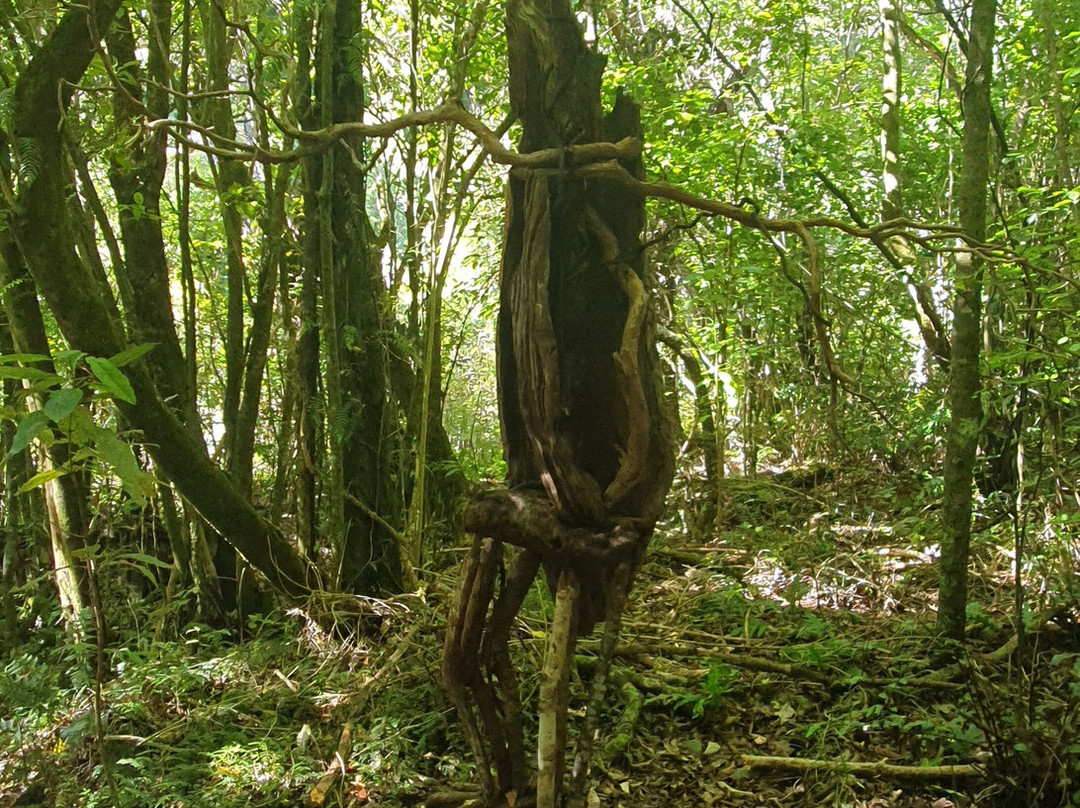 Brook Waimārama Sanctuary景点图片