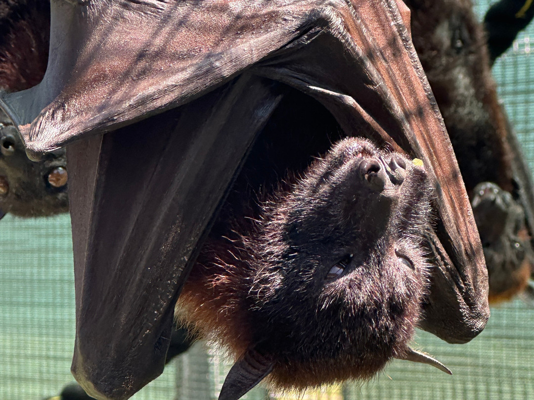 Lubee Bat Conservancy-盖恩斯维尔必去景点