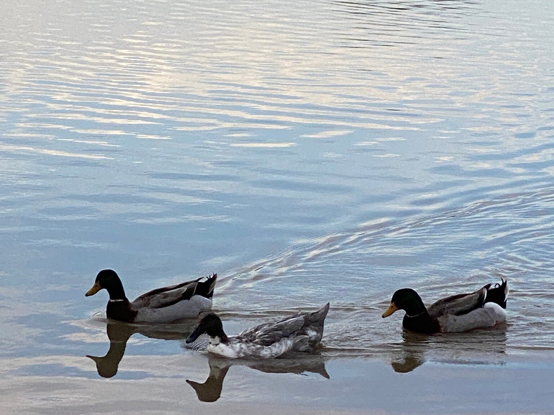 Recreation Park-Pampa必去景点