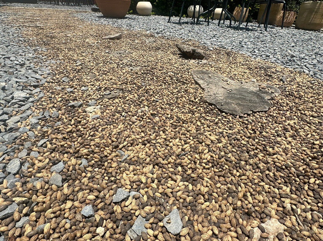 Huerto Olivanto-莱瓦镇必去景点