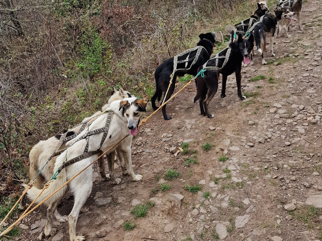Dog sled tour  Mátrafüred-马特劳菲赖德必去景点